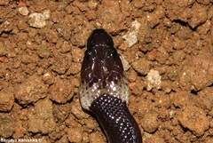 Lycodon aulicus