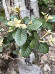 Notholithocarpus