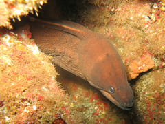 Gymnothorax unicolor