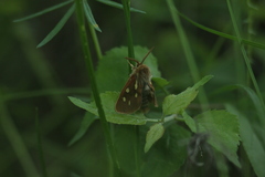 Arctia aulica