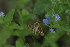 Arctia aulica