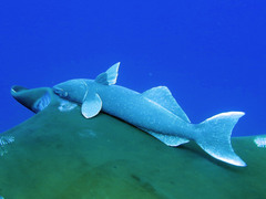 Remora remora