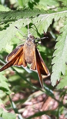 Ochlodes sylvanus