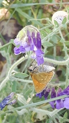 Ochlodes sylvanus