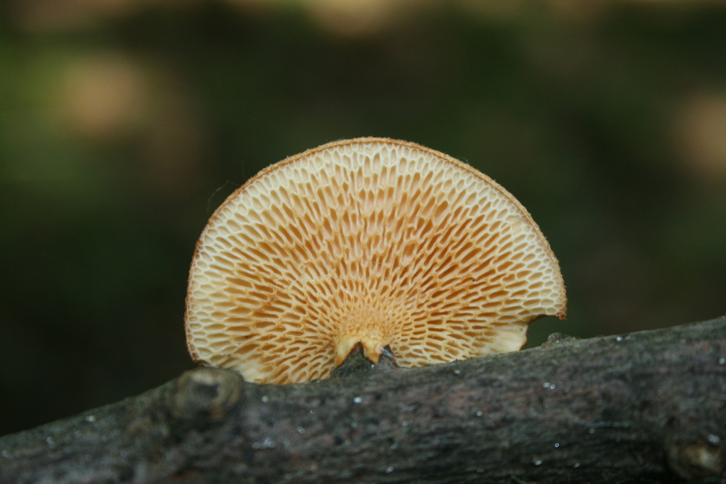 Neofavolus americanus