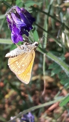 Ochlodes sylvanus