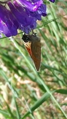 Ochlodes sylvanus