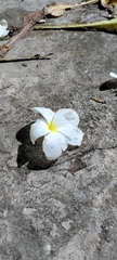 Plumeria pudica