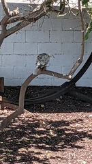 Streptopelia decaocto