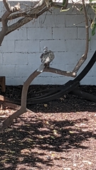 Streptopelia decaocto