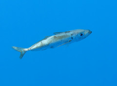 Trachurus picturatus