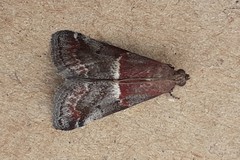 Acrobasis marmorea