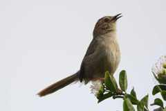 Cisticola aberrans