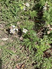 Rubus laciniatus