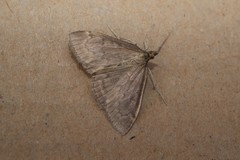 Anania fuscalis