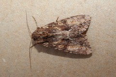 Apamea syriaca