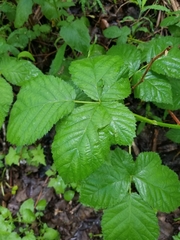 Rubus bifrons