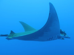 Mobula tarapacana