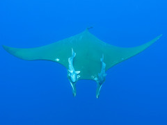 Mobula tarapacana