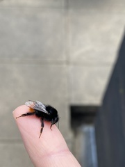 Bombus lapidarius