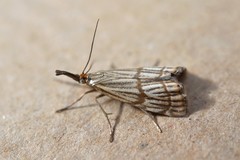 Chrysocrambus