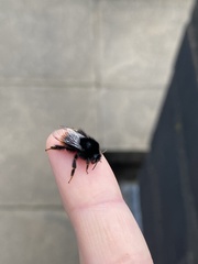 Bombus lapidarius