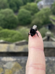 Bombus lapidarius