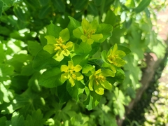 Euphorbia epithymoides