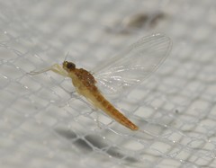 Heterocloeon amplum