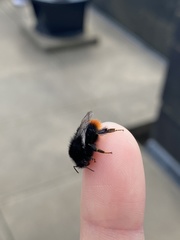 Bombus lapidarius
