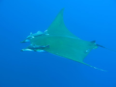 Mobula tarapacana