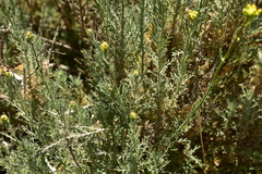 Descurainia bourgaeana image