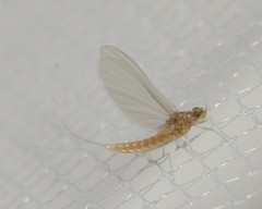 Heterocloeon amplum