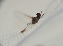 Farrodes texanus