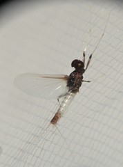 Farrodes texanus