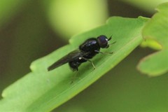 Adoxomyia subulata