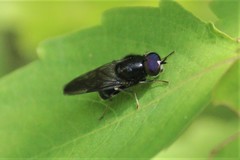 Adoxomyia subulata