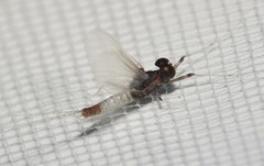 Farrodes texanus