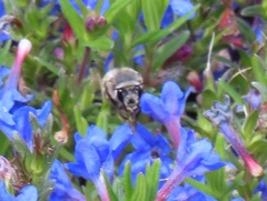 Anthophora pacifica