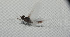 Farrodes texanus