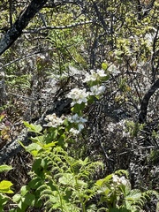 Rubus argutus