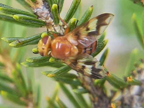 Oestrophasia calva