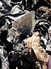 Icaricia icarioides parapheres