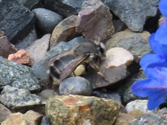 Anthophora pacifica