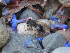Anthophora pacifica