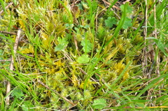 Homalothecium aureum