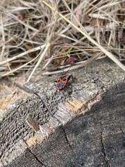 Pyrrhocoris apterus