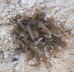 Isoaulactinia stelloides