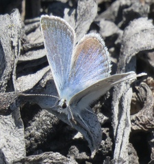 Icaricia icarioides parapheres