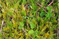 Homalothecium aureum